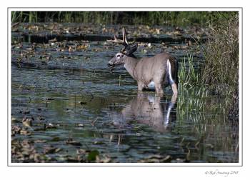 white-tailed buck 2.jpg